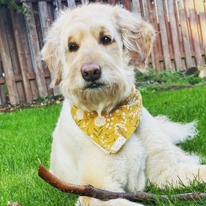 Meet your Posher, Shelby